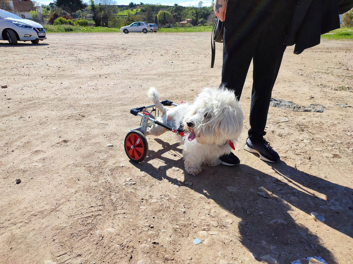 Silla de ruedas para perro (5-10kg)
