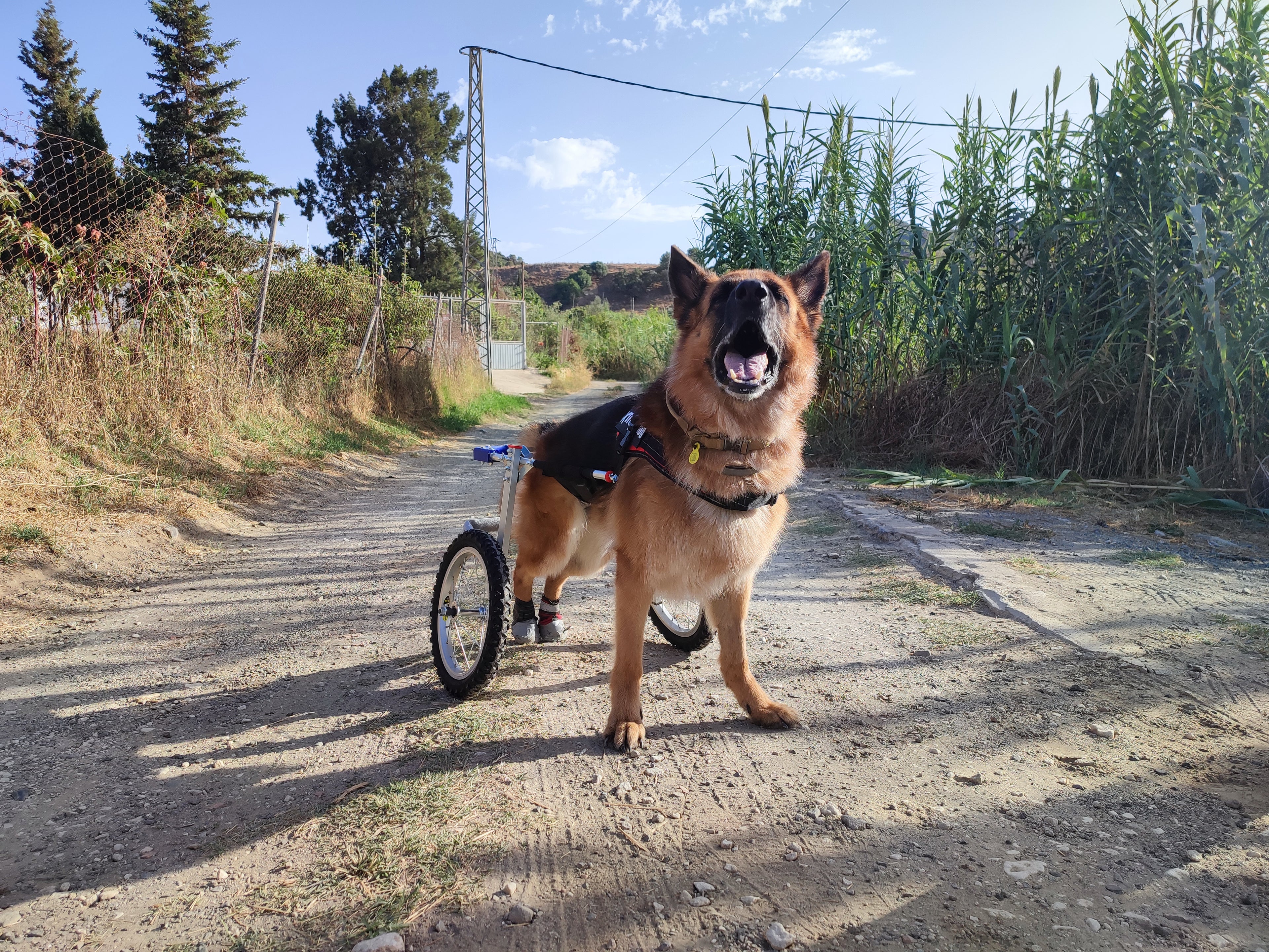 Carrito de silla de ruedas para perro, silla de ruedas para perro