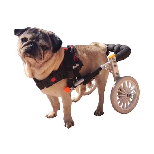 Cómo elegir un carrito para tu perro discapacitado?